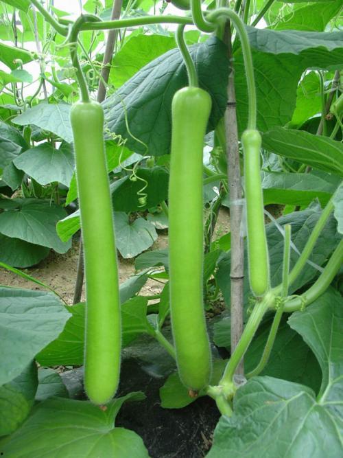 鹅酱每日吃瓜,揭秘娱乐圈幕后故事