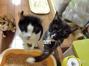 吃瓜被揍,网络暴力现象引发社会关注