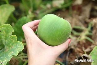 炒着吃的梨瓜,炒梨瓜的独特风味体验