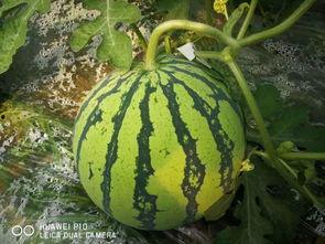 吃瓜万六,网络红人的崛起与影响力