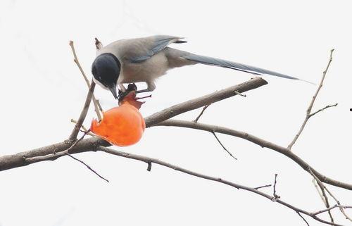 小鸟吃瓜的说说,小鸟的美食奇遇记